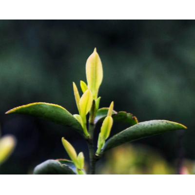 紅茶湘金蕊紅茶黃金芽紅茶云臺(tái)山茶永州茗茶雙牌特產(chǎn)