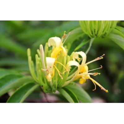 金銀花茶湘金蕊茶云臺山茶